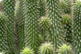 Hoodia Gordonii